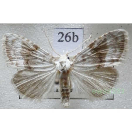 Meganola albula (Denis & Schiffermüller, 1775) Slovakia26b